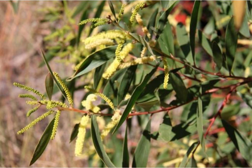 Spaarzame bloemen acacia