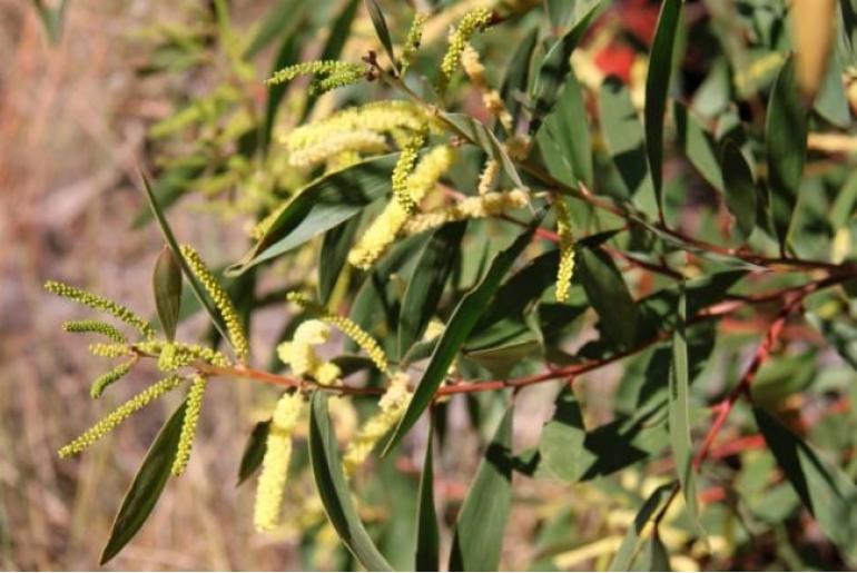 Acacia sparsiflora -17750