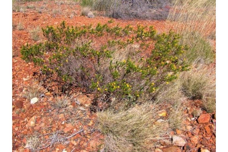 Acacia spondylophylla -17751