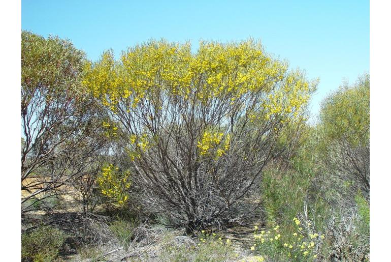 Acacia stereophylla -17755