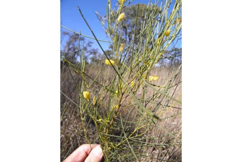 Tenuis acacia