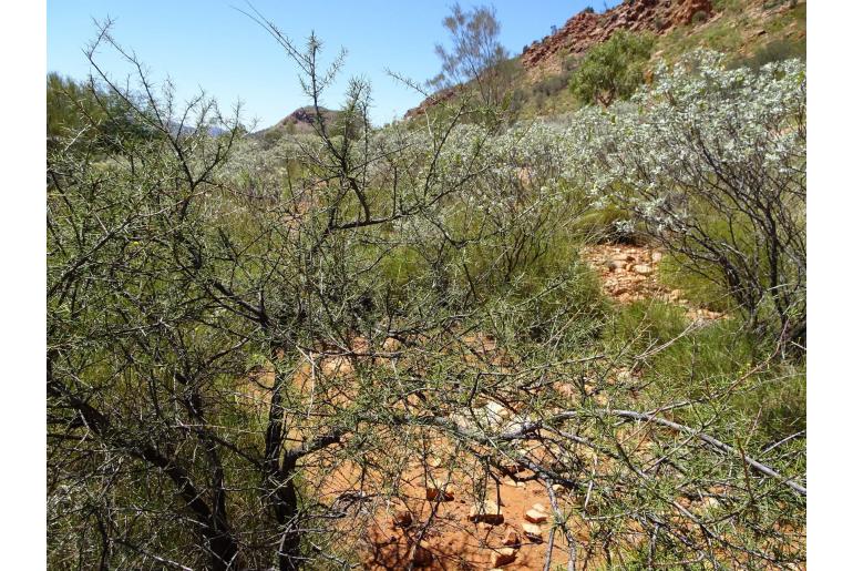 Acacia tetragonophylla -17761