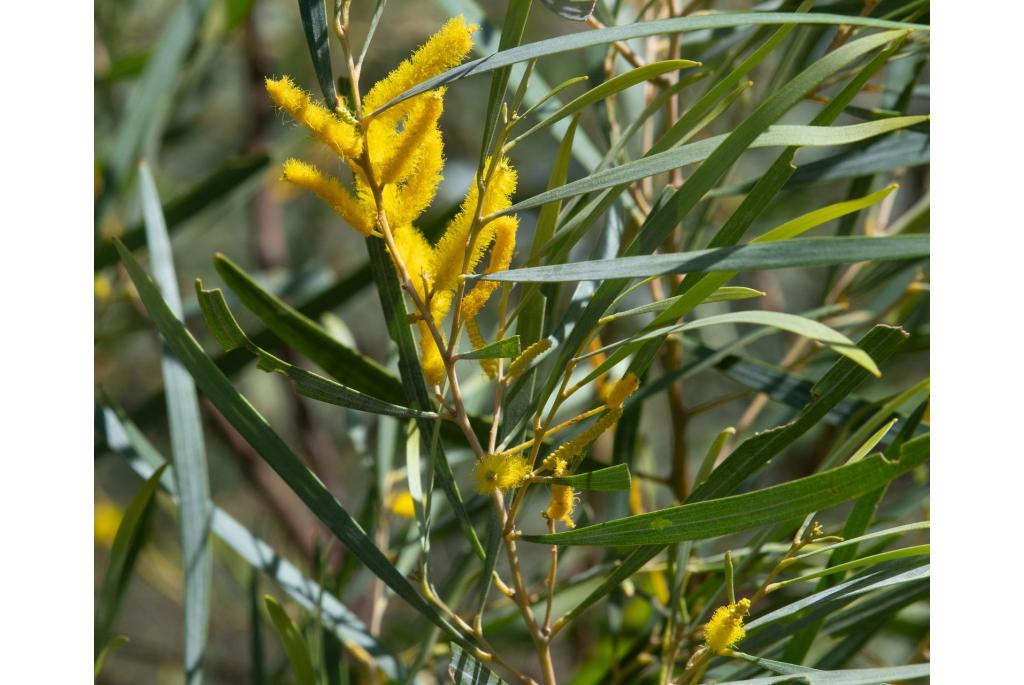 Krachtig acacia