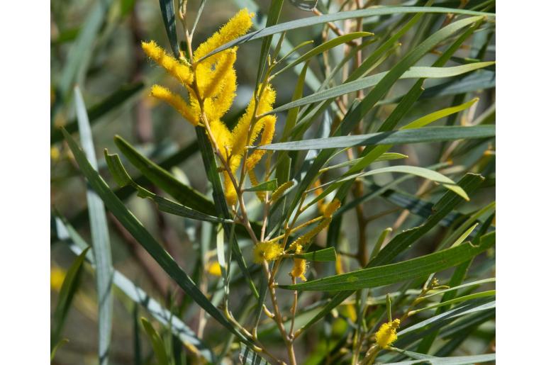 Acacia torulosa -17762