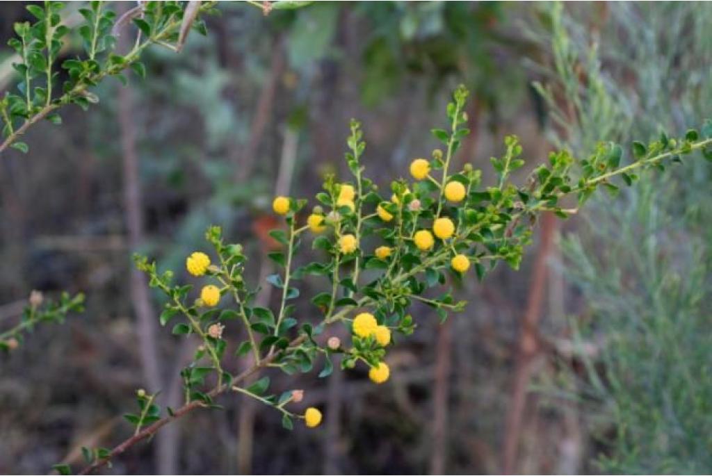 Glanzende acacia