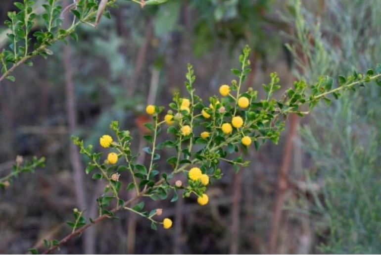 Acacia translucens -17763