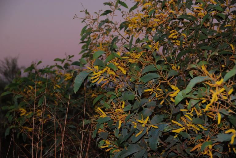 Acacia tumida var pilbarensis -17768