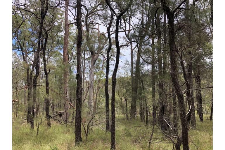 Allocasuarina inophloia -17772