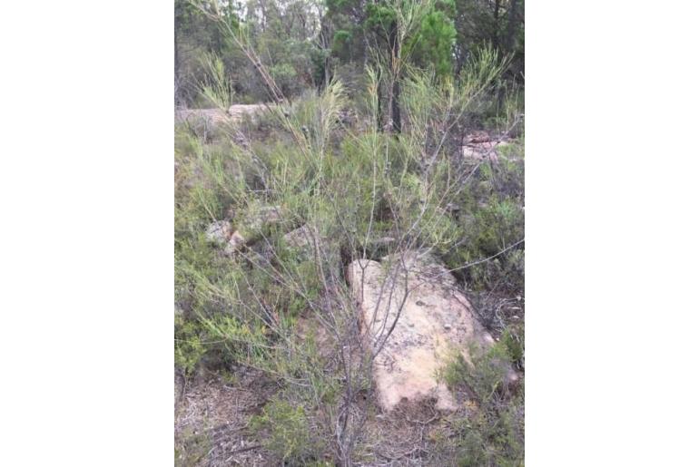 Allocasuarina rupicola -17773