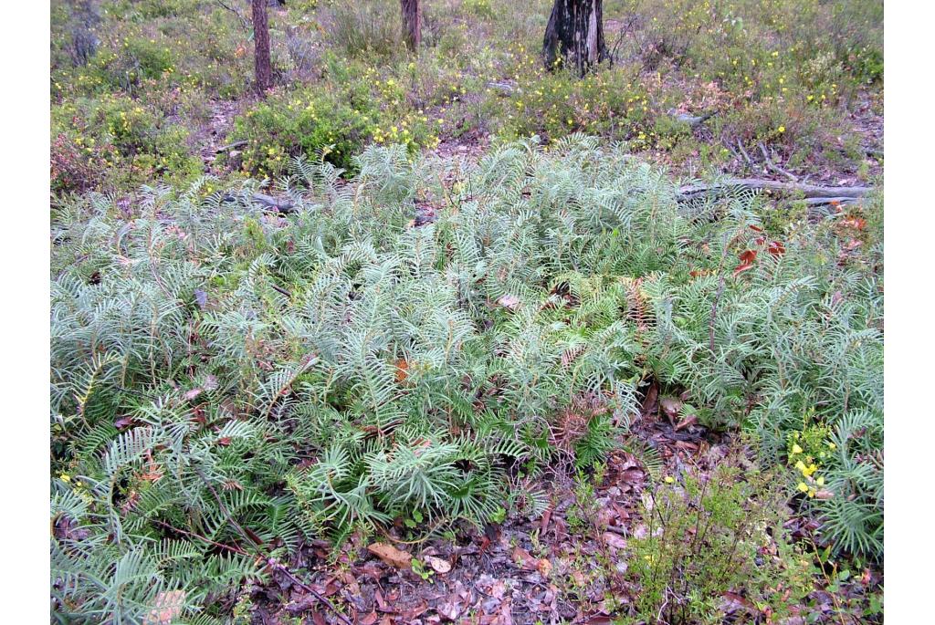 Donker-bladerige banksia