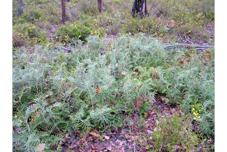 Banksia pellaeifolia -17775