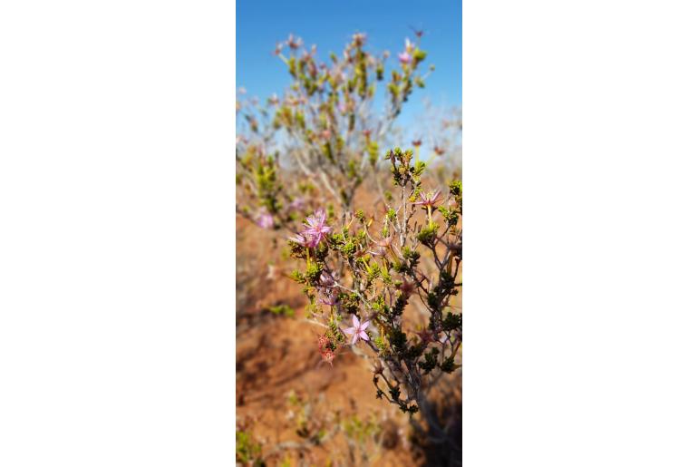 Calytrix carinata -17780