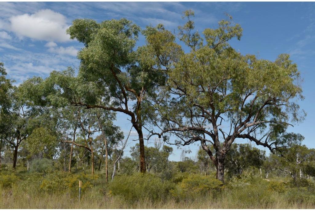 Leichhardt's Eucalyptus