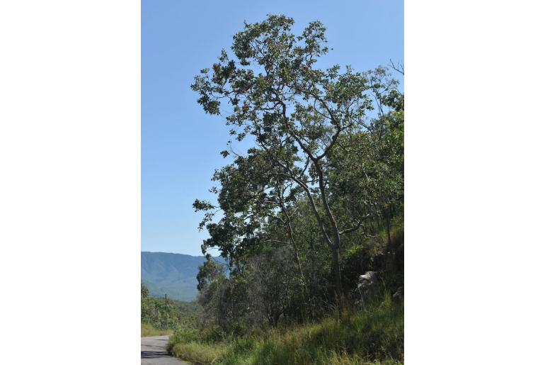 Corymbia peltata -17784