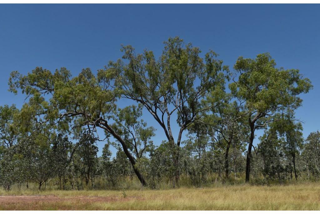 Veel fruit Corymbia