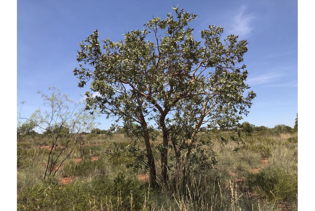 Broome Eucalyptus