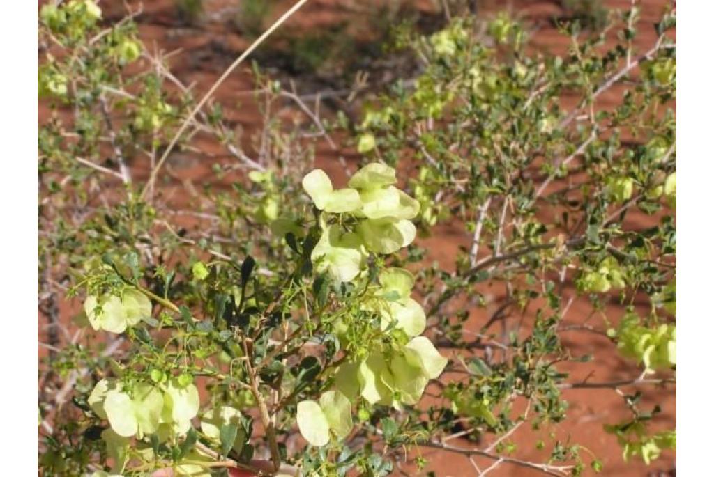 Leerachtig Dodonea