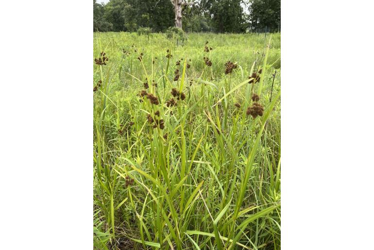 Scirpus atrovirens -17800