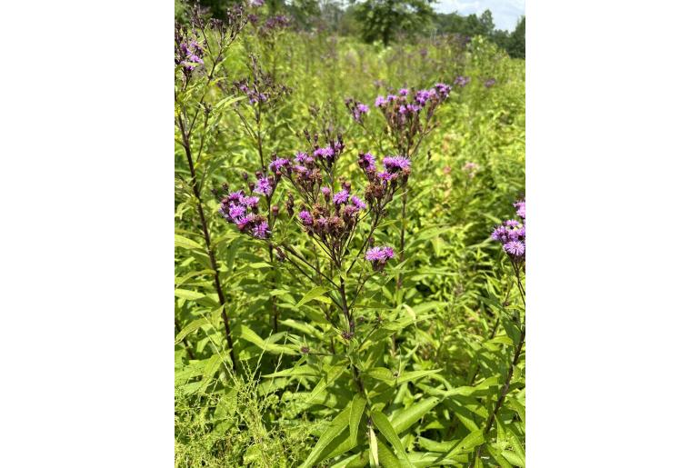 Vernonia noveboracensis -17806