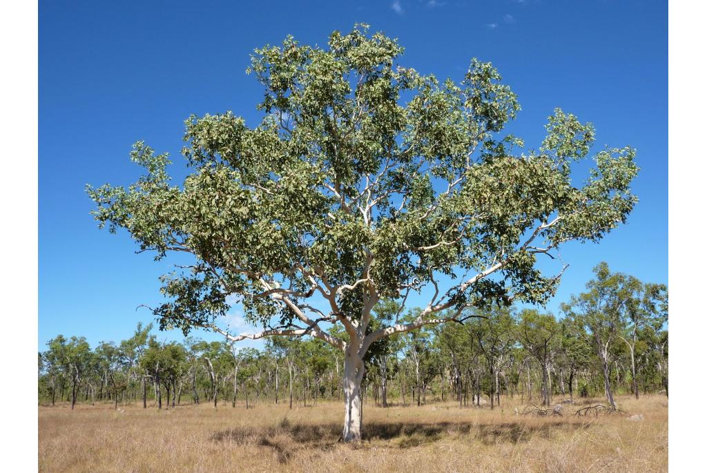 White-bast eucalyptus