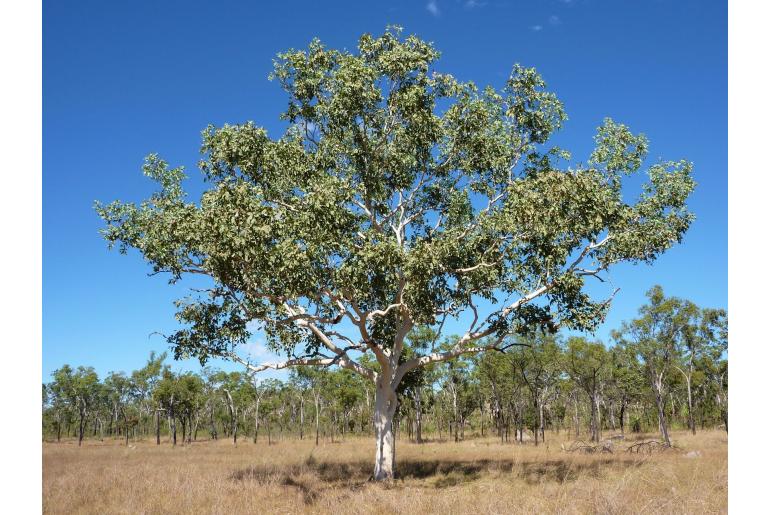 Eucalyptus apodophylla -17807