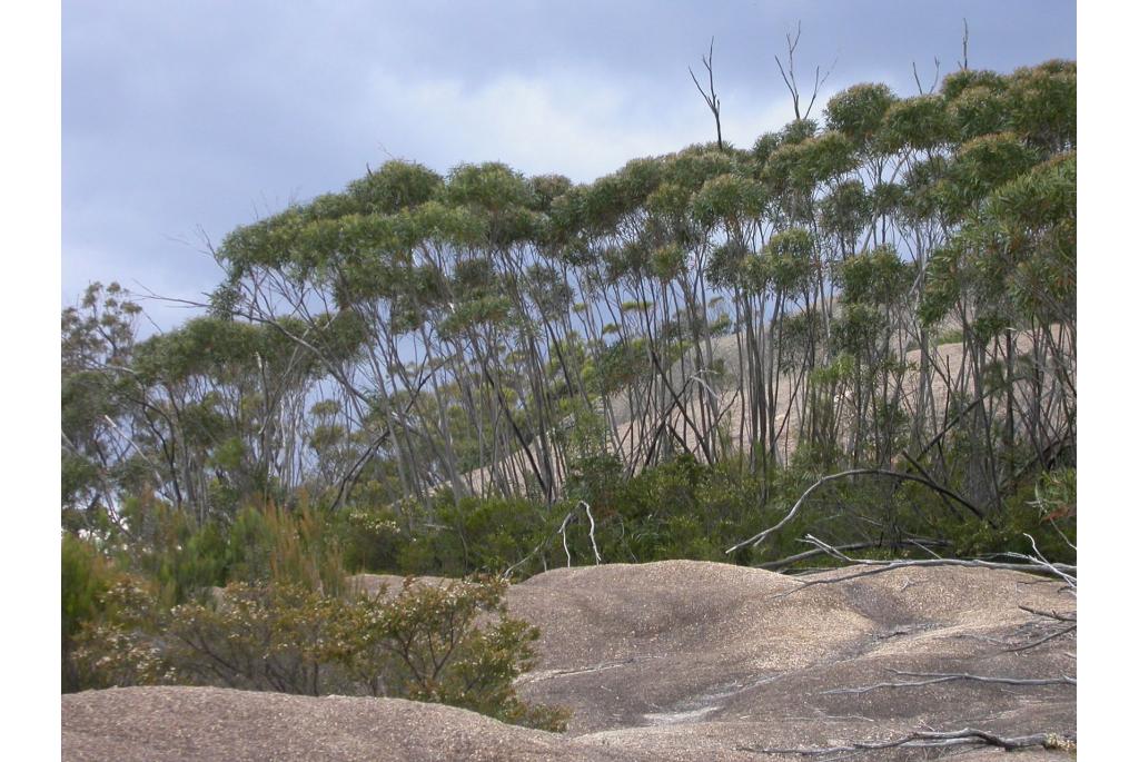 Barren Mountian Eucalyptus