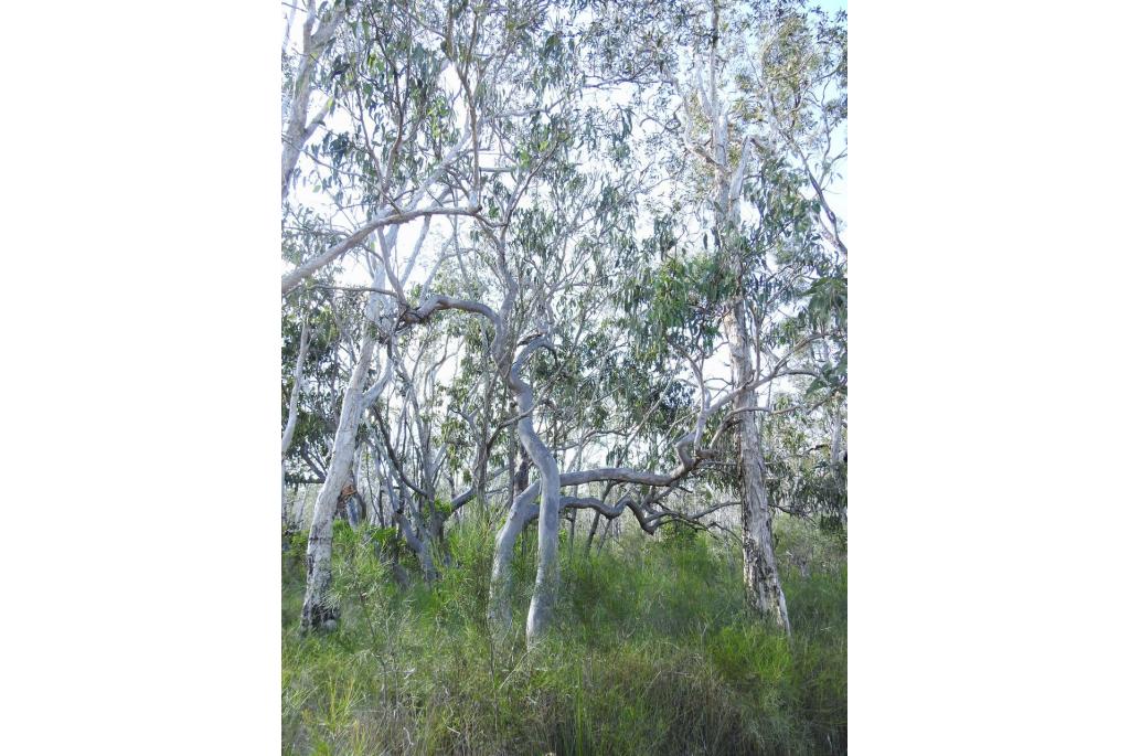 Bancroft's eucalyptus