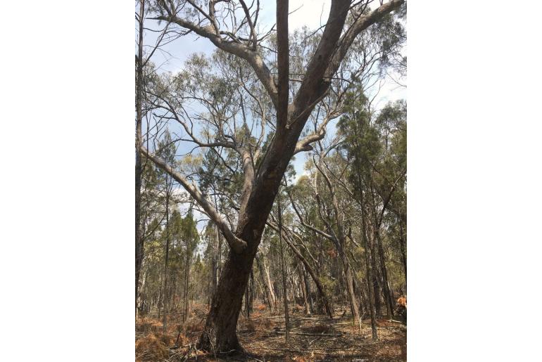 Eucalyptus banksii -17812