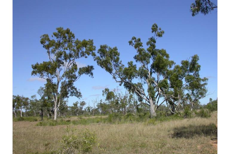 Eucalyptus brownii -17813