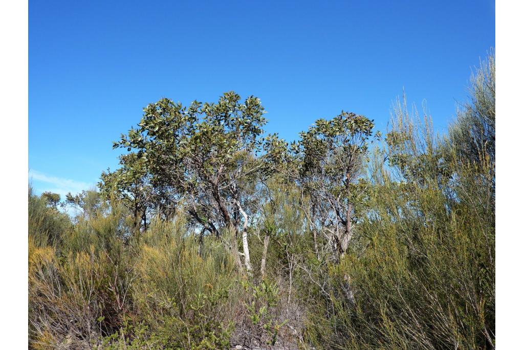 Camfield Eucalyptus