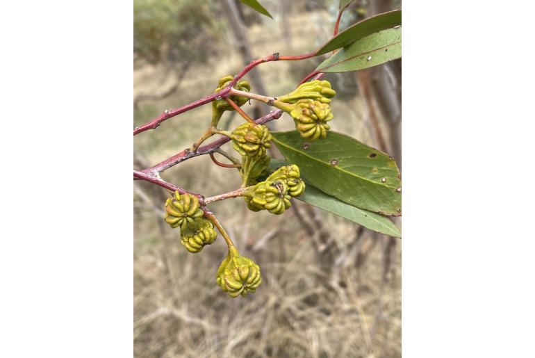 Eucalyptus corrugata -17821