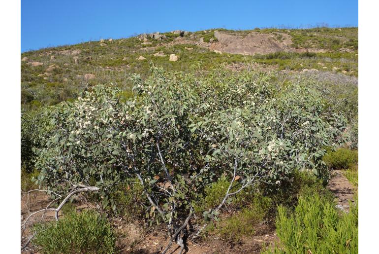 Eucalyptus cretata -17822