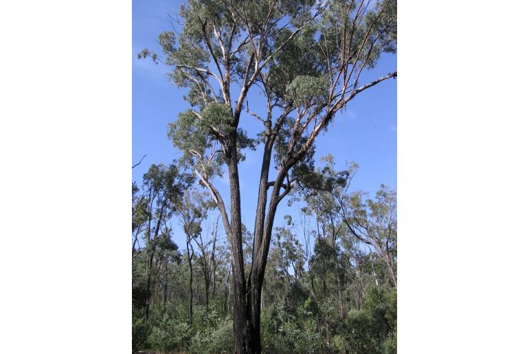 Eucalyptus decorticans -17824