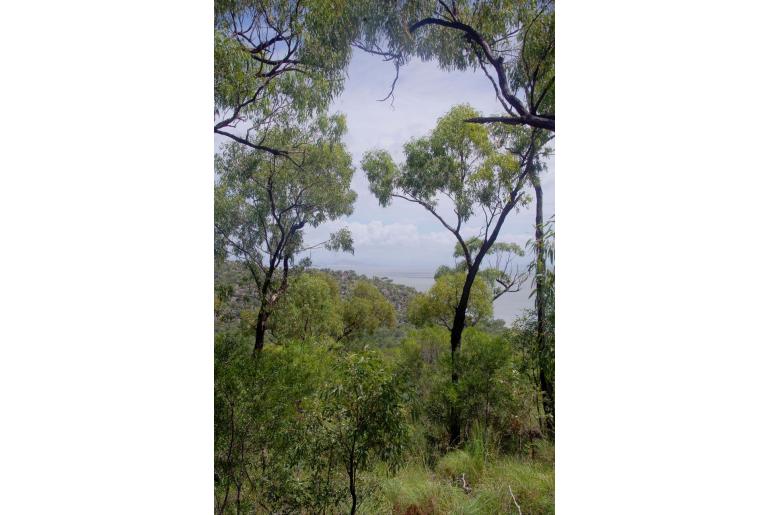 Eucalyptus drepanophylla -17826