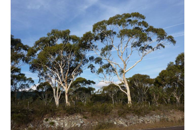 Eucalyptus elliptica -17827