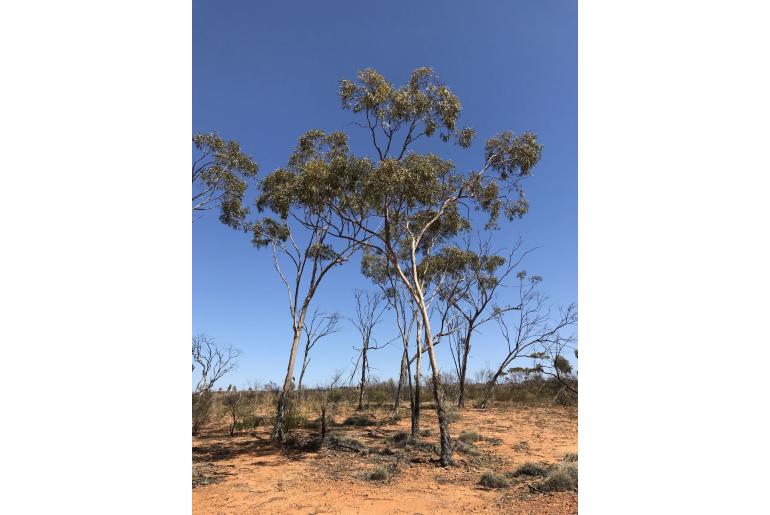 Eucalyptus flavida -17829