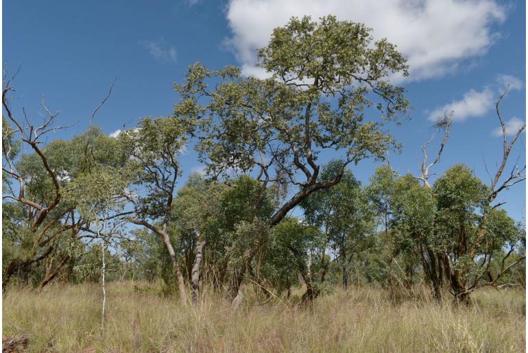 Corymbia setosa -17833