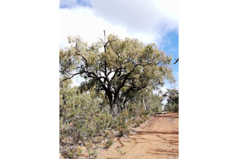 Eucalyptus marginata ssp thalassica -17834