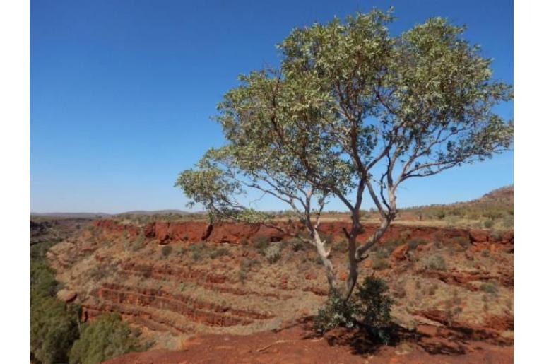 Eucalyptus brevifolia -17837