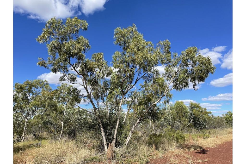 Groen-bladerige eucalyptus