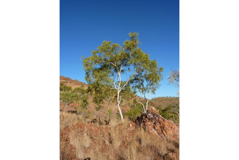 Eucalyptus confluens -17839