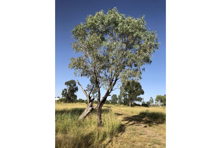 Eucalyptus coolabah -17840