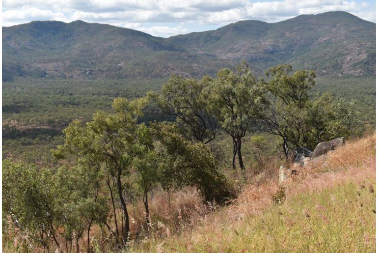 Eucalyptus cullenii -17841