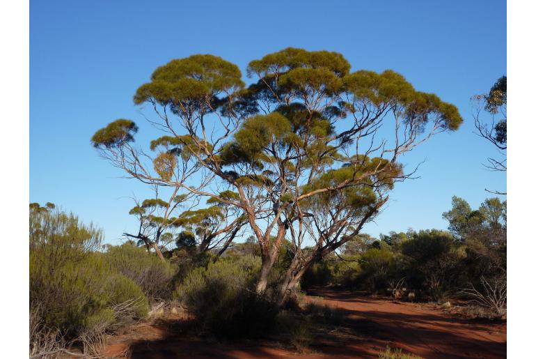 Eucalyptus formanii -17842