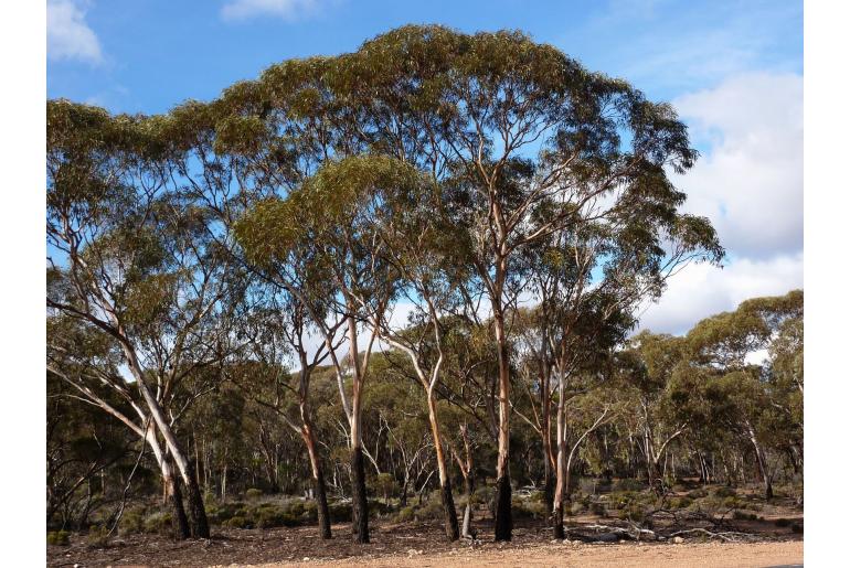 Eucalyptus lesouefii -17845