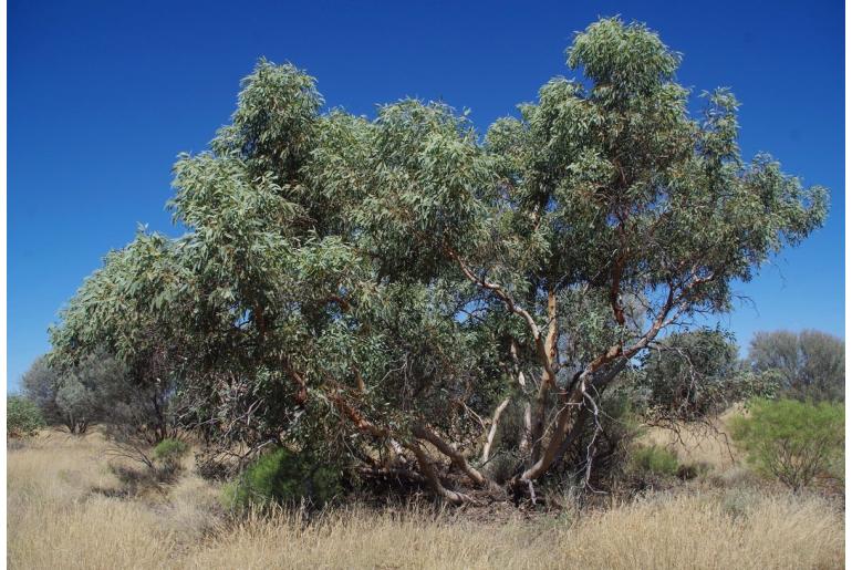 Eucalyptus lucasii -17847