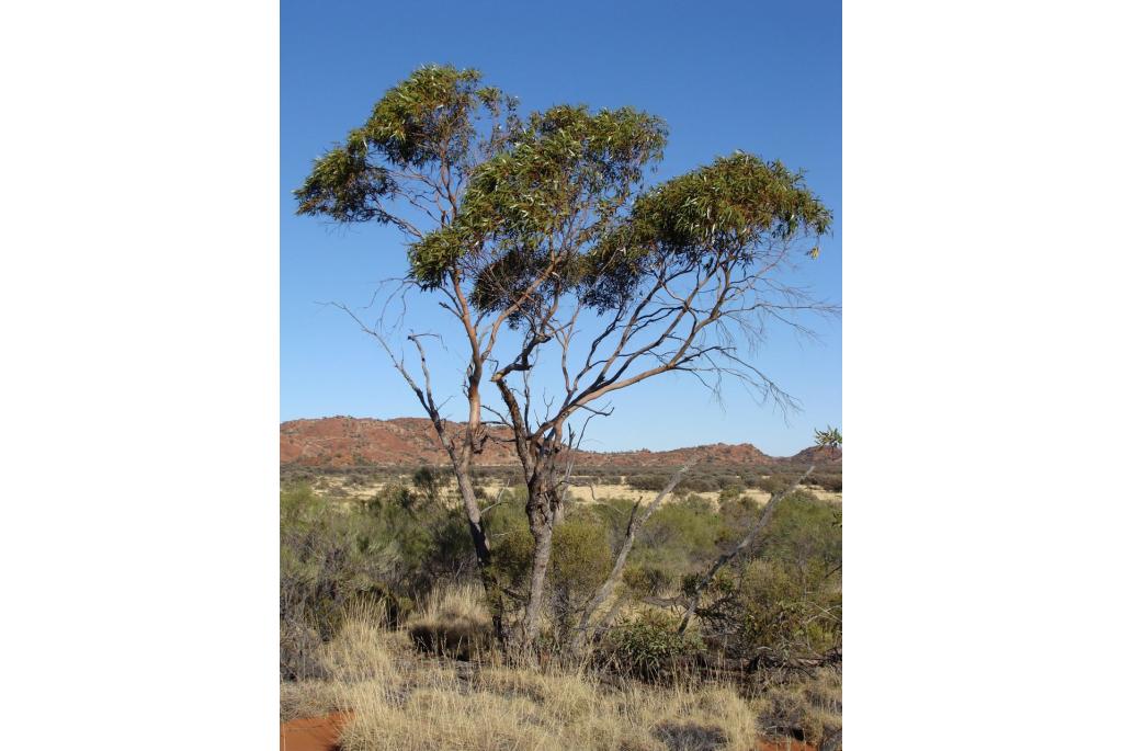 Mann Range Eucalyptus