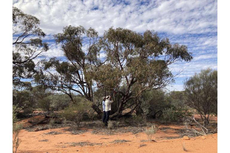 Eucalyptus mannensis ssp vespertina -17849