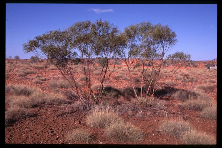 Eucalyptus odontocarpa -17852