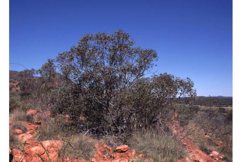 Eucalyptus oldfieldii -17853